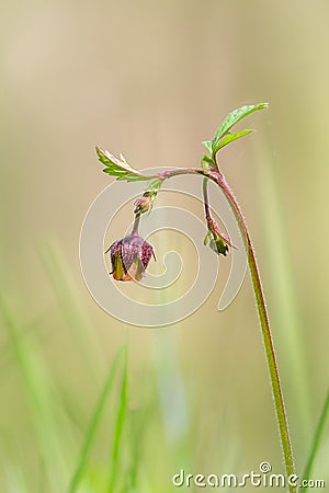 Water Avens flower Stock Photo