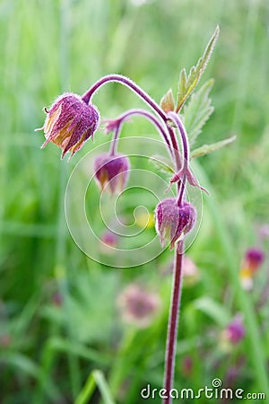 Water avens (Geum rivale) Stock Photo