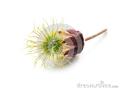 Water avens seed Stock Photo
