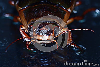 Water beetle macro little bug Stock Photo