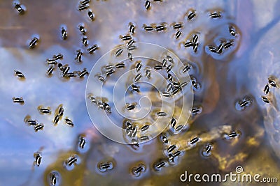 Water beetles Gyrinidae on the surface of a transparent river Stock Photo