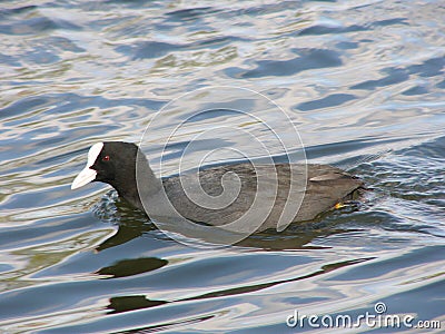 Water Bird Stock Photo