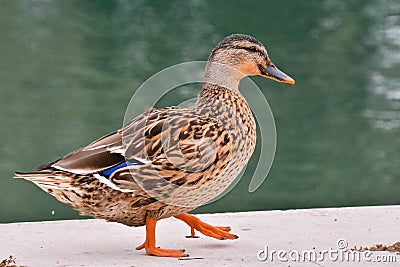 Water Bird Duck Stock Photo