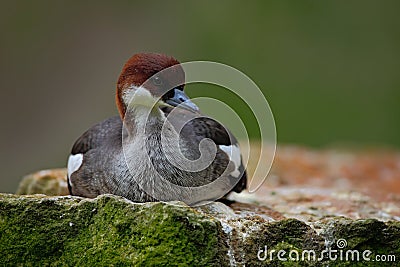 Water bird duck Smew, Mergus albellus, sitting on the stone. Stock Photo