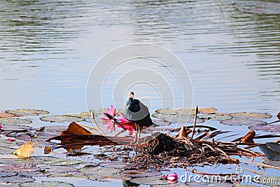 Water bird Stock Photo