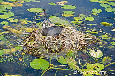 Water bird nesting Stock Photo