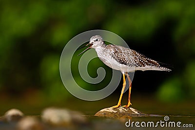 Water bird in the river, Rio Baru in Costa Rica. Lesser Yellowlegs, Tringa flavipes sitting on stone in the river. Water bird in Stock Photo