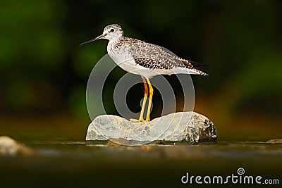 Water bird in the river, Rio Baru in Costa Rica. Lesser Yellowlegs, Tringa flavipes sitting on stone in the river. Water bird in Stock Photo