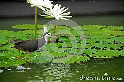 Water bird and water lily in the pond Stock Photo