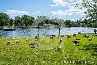 Water birds Canada geese and seagulls in the Toronto Islands Centre Island Park. Editorial Stock Photo