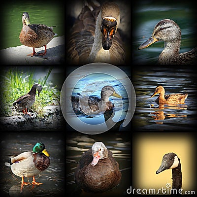 Water birds Stock Photo