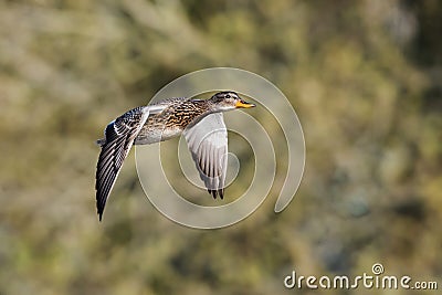 Water birds - Gadwall, ducks, Mareca strepera Stock Photo