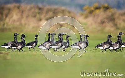 Brent Goose, Branta bernicla Stock Photo