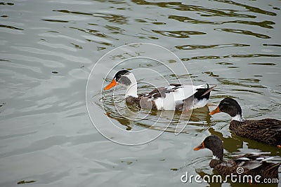 Duck swimming in a pond Stock Photo