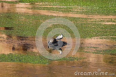 Water birds in Rio Putana valley in the highlands of the Atacama Desert, Chile Stock Photo