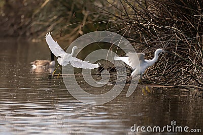 Water birds of Southern California at the pond Stock Photo