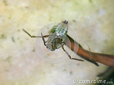 Water Boatman Beetle Notonecta glauca Stock Photo