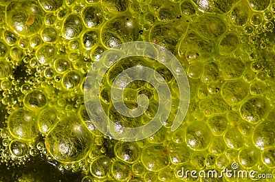 Water bubbles on the surface of a pond covered with algae. Stock Photo