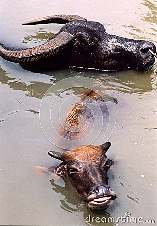 Water buffalo Stock Photo