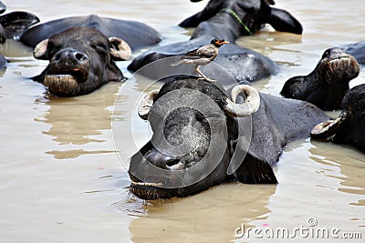 Water Buffalo Stock Photo