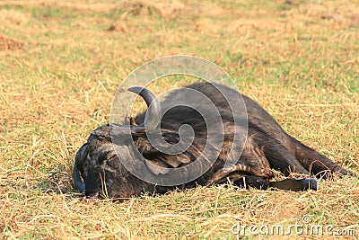 Water buffalo Stock Photo