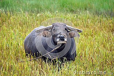 Water buffalo Stock Photo