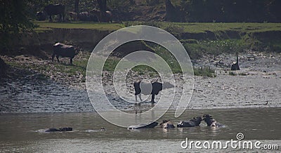 Water Buffalo Along the Ganges River Stock Photo