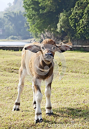 Water Buffalo Calf Stock Photo