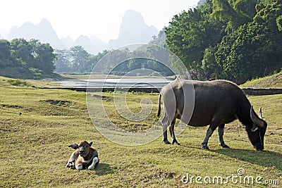 Water Buffalo in China Stock Photo