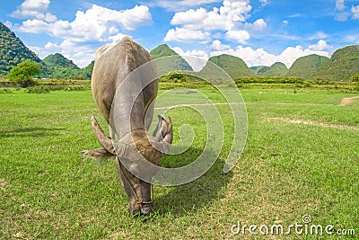 Water buffalo eating grass. Rural tourism and beautiful landscape in Yangshuo, Guangxi, China. Stock Photo