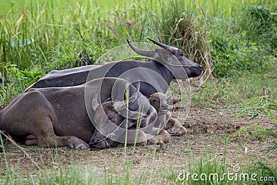 Water Buffalo family Stock Photo