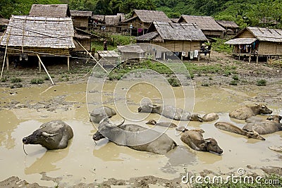 Water buffalo in front of Hmong village, Laos Stock Photo