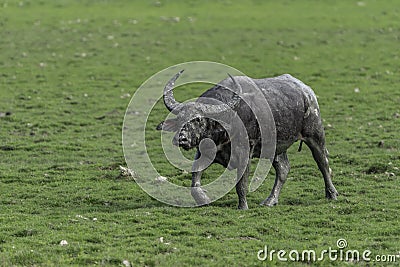 Water Buffalo in the grasslands of Kaziranga. Stock Photo