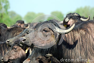 Water buffalo, Hortobagy National Park, Hungary Stock Photo