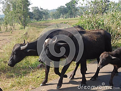 Water Buffalo Kewra Stock Photo