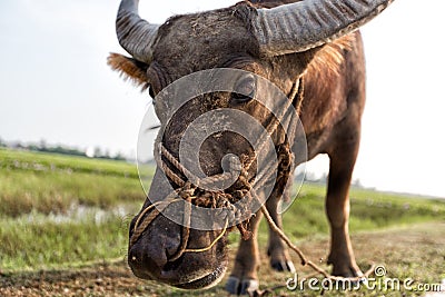 Water buffalo on a rice field in Vietnam Stock Photo