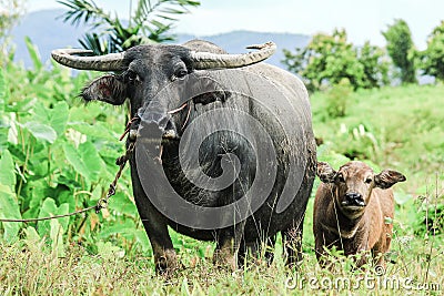 Water buffalo Stock Photo