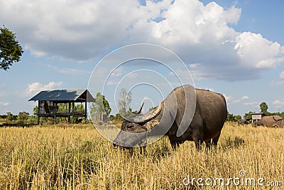 Water buffalo standing on rice field Stock Photo