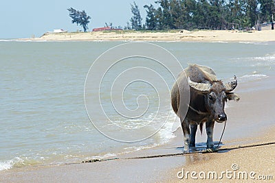 Water buffalo Stock Photo