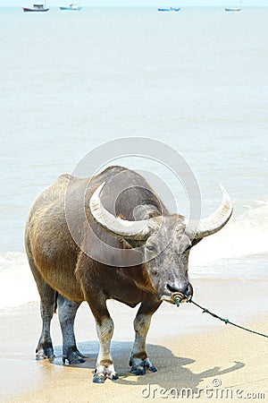 Water buffalo Stock Photo