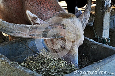 Water buffalo and White Buffaloes in cages of Thailand Buffalo Conservation Village or Baan Kwai Thai for thai people and foreign Stock Photo