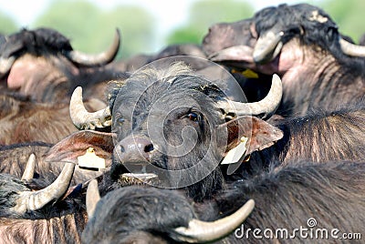Water buffalos, Hortobagy National Park, Hungary Stock Photo