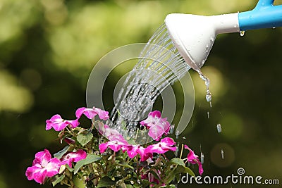 Water can watering a flower plant Stock Photo