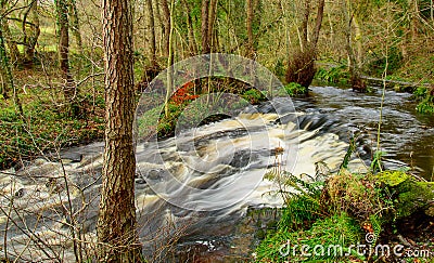 Water cascade, Autumn trees by the stream Stock Photo