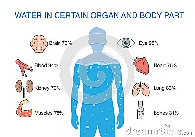 Water in certain organ and body part of human. Vector Illustration