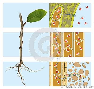 Water circulation in the plant. Transpiration Stock Photo