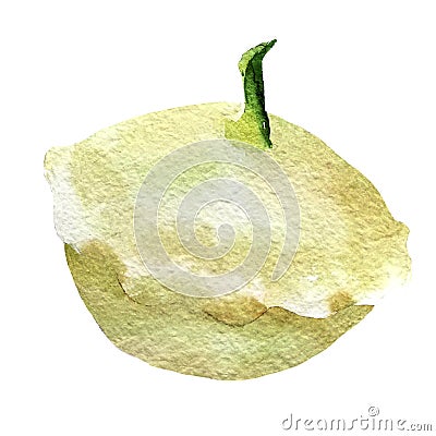 Water color hand painted vegetable. Patisson on white background Cartoon Illustration