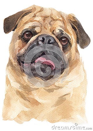 Water colour painting portrait of pug 314 Stock Photo