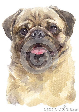 Water colour painting portrait of pug 315 Stock Photo