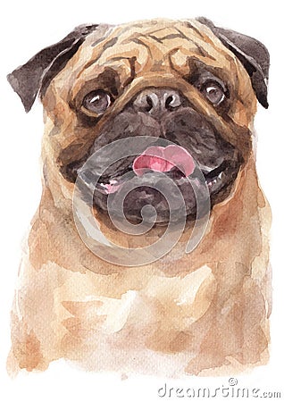 Water colour painting portrait of pug 309 Stock Photo